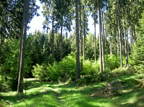Waldweg im Sommer im Deister, Höhenzug vor den Toren Hannovers © Tourismus-Service Wennigsen